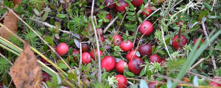 klukva