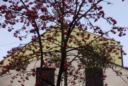 450x305-images-stories-P4080413
